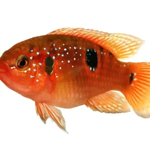 Highlight Roter Juwelenbuntbarsch (Hemichromis lifalili / Rubricatochromis lifalili)